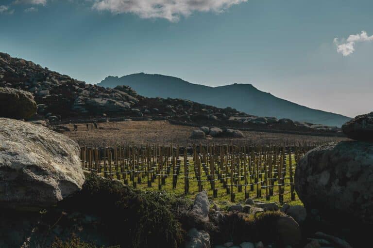 vignerons français en grèce