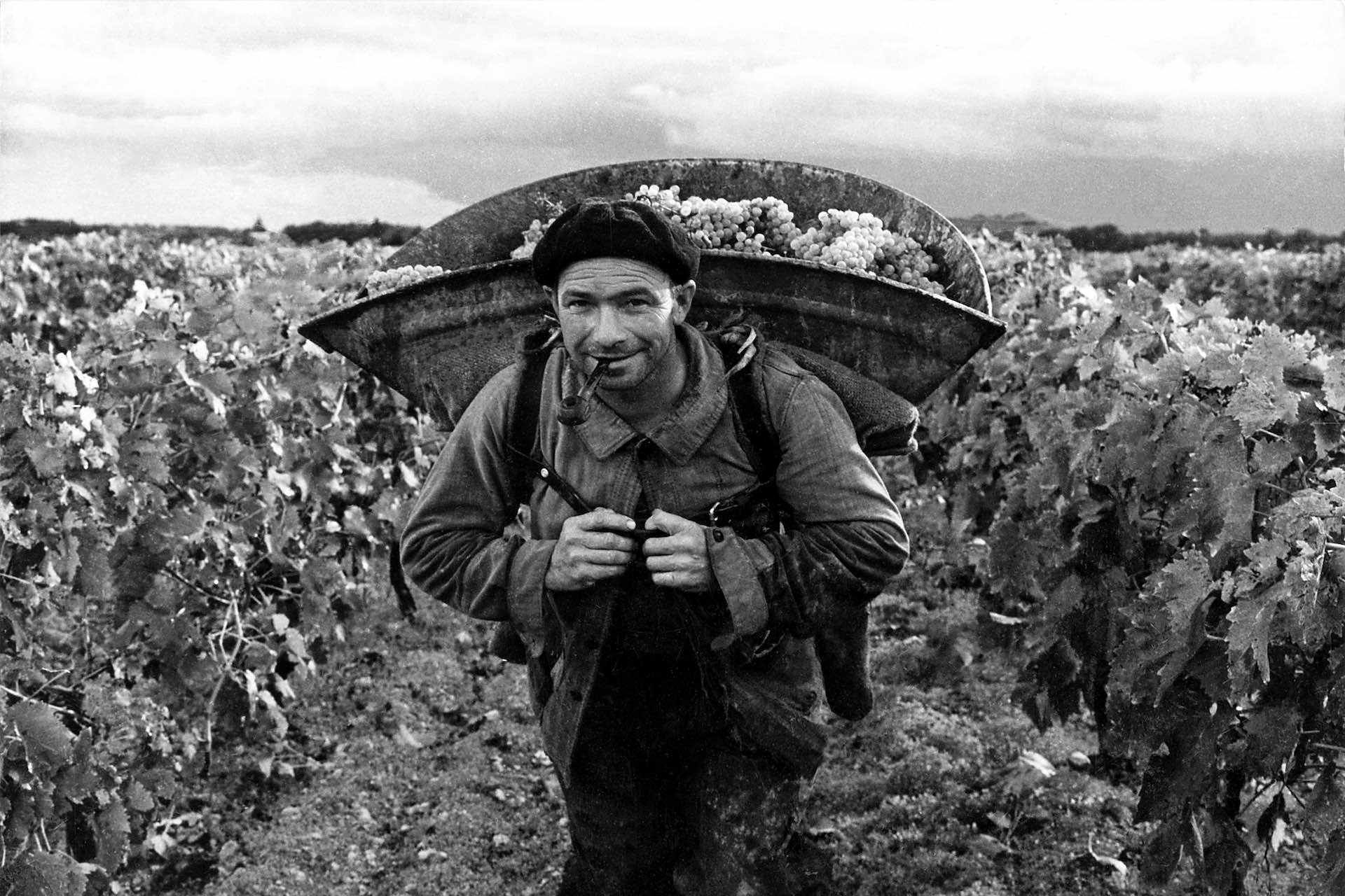 photo d'un viticulteur dans les vignobles de Rémy Martin par Robert Doisneau